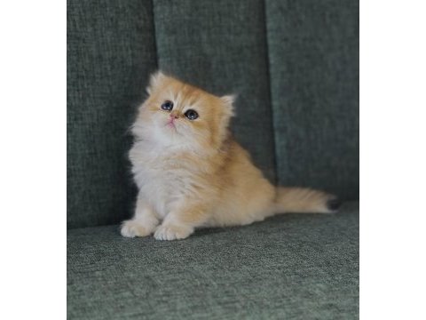 Scr li golden british longhair ny12-ny11 -by11 yavrular