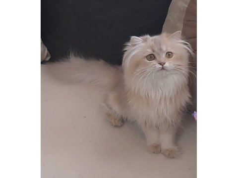 British longhair lilak golden sevimli cana yakın uysal