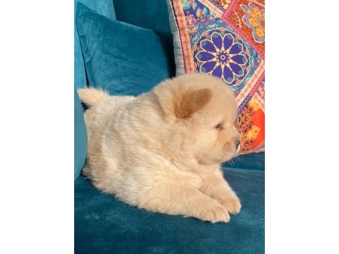 A kalite panda surat chow chow çin aslanı