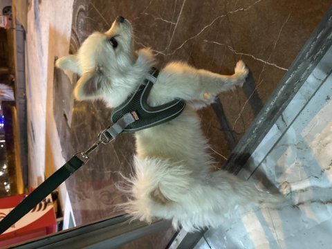 Pomeranian tilki burun