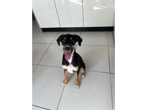 Rus finosu ve rottweiler kırması yavru