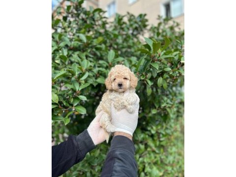 Maltipoo yavrum ırk ve sağlık garantilidir