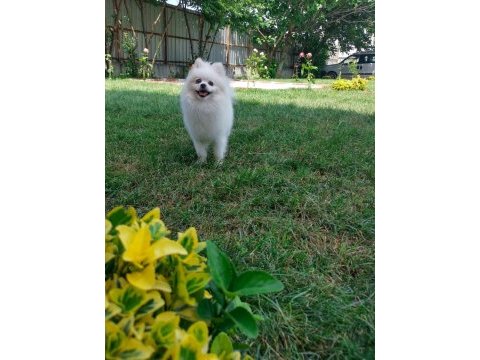 Pomeranian erkek 3 yaşında eşleşme deneyimli