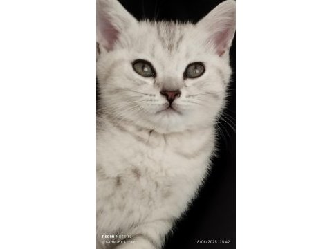 Silver güzellik british shorthair kedimiz