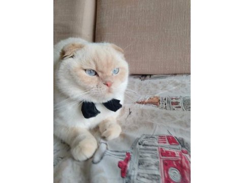 Scottish fold erkek çipli