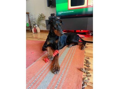 İstanbul yeni doğacak safkan doberman yavruları