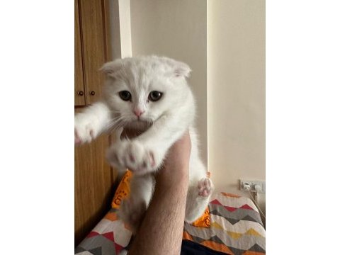 Evin neşesi safkan yavru scottish fold