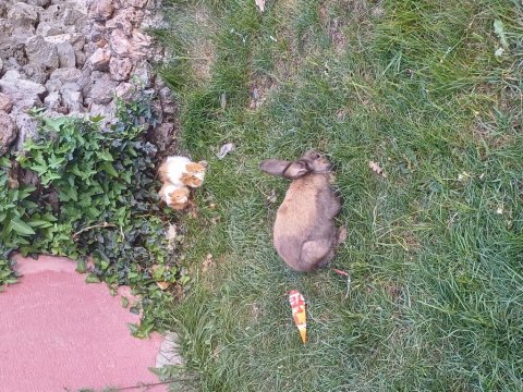 Ginepig tavşan var