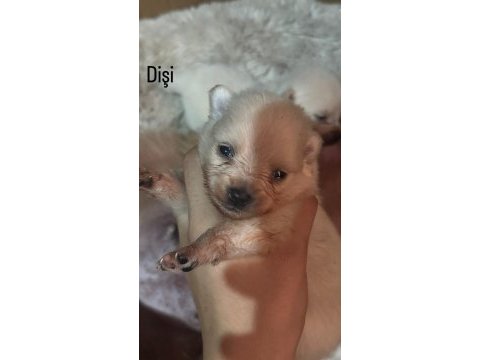 26 günlük pomeranian bebekler rezerveye açılmıştır