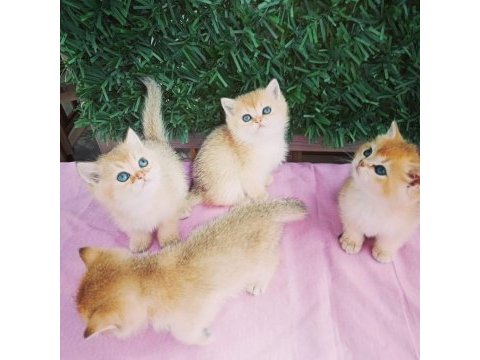 British shorthair ny 12