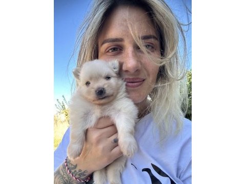 Pomeranian boo yavruları