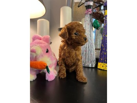 Kore kan poodle köpekler