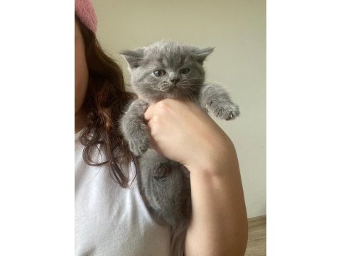 British shorthair yavru