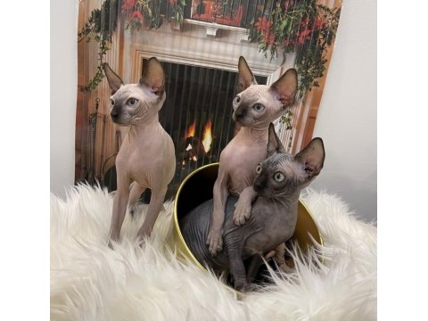 Sphynx sfenks tüysüz dişi erkek yavru