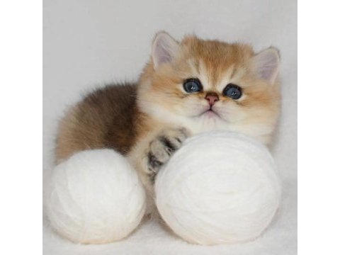 British shorthair yavruları