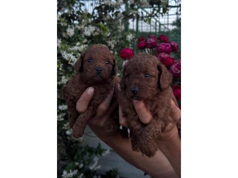 Toy poodle ve maltipoo yavrularımız