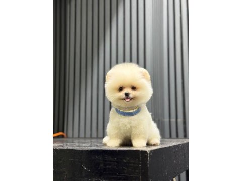 Sağlık ve ırk garantili pomeranian