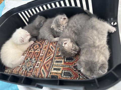 Safkan scottish fold kediler