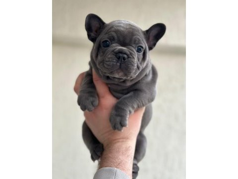 French bulldog ırkının en iyilerinden diyebilirim