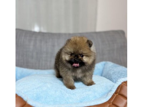 Orjinal tea cup ayı surat orange pomeranian boo