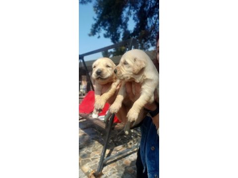 2 aylık golden retriever yavrularım