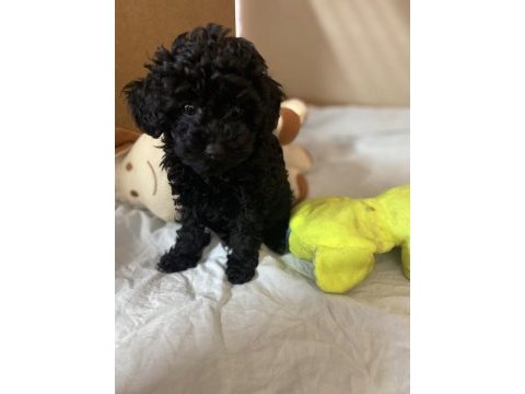 Erkek dişi toy poodle yavrular