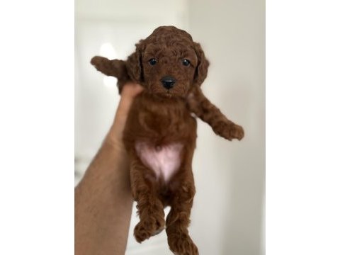 Toy poodle dişi ve erkek yavru kore kan kuyruksuz