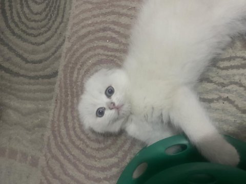 2 buçuk aylık yavru scottish fold kedim badem
