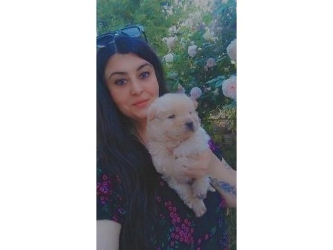 Çin aslanı chow chow