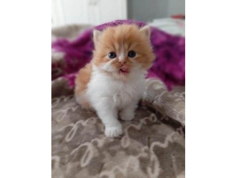 İran kedimiz