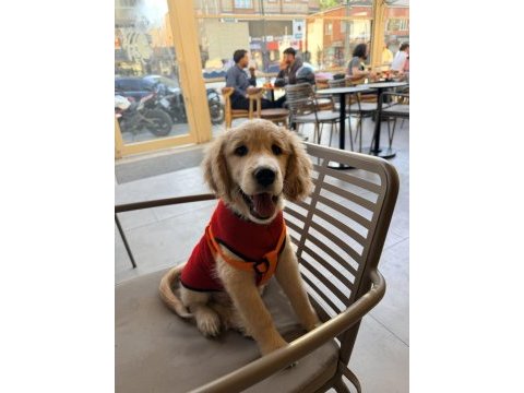 Sevimli dost canlısı golden retriever