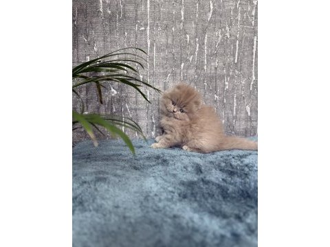 Show class sıfır kulak scottish fold prenses
