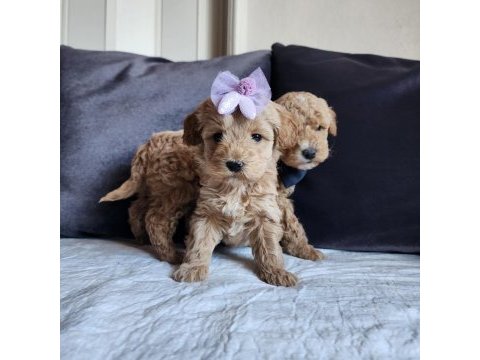 Anne altından mini maltipoo