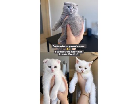 Scottish fold british shorthair yavrularımız