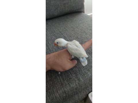 Cennet papağanı elle besleme