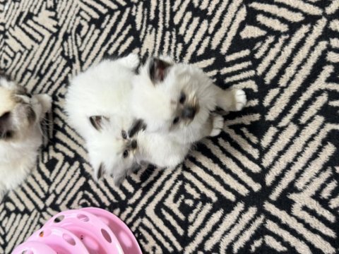 1 aylık 4 tane yavru ragdoll