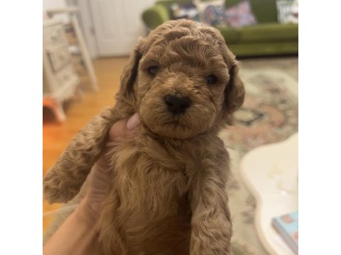 Minyatür poodle dostlar yeni sahiplerini arıyor