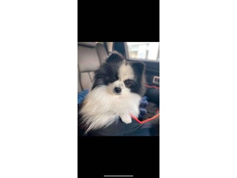 Panda model güzellik abidesi dişi pomeranian