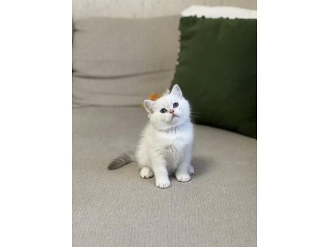 Hemen teslim safkan silver point british shorthair 