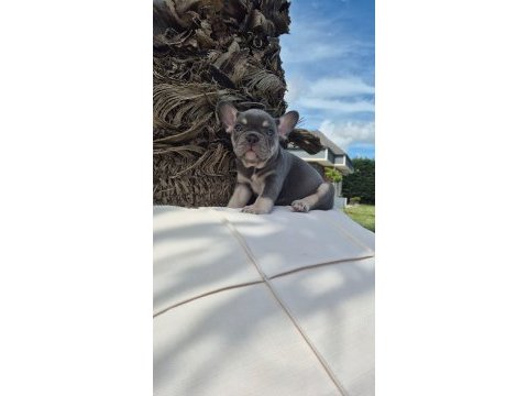Blue eye french bulldog çiftlikten 