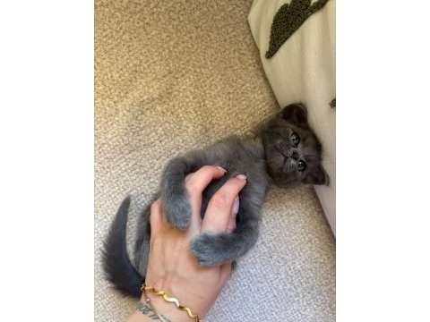 Minik british shorthair yavrumuza yuva arıyoruz