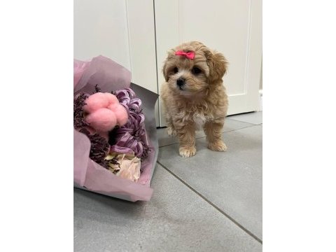 Kore maltipoo yavrular