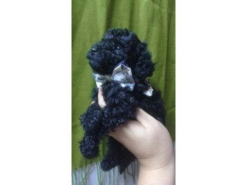 Siyah inci poodle oğlumuz yeni yuvasını arıyor