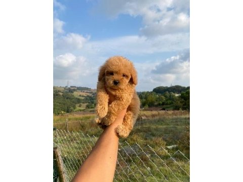 3 aylık maltipoo dişi bebeklerim