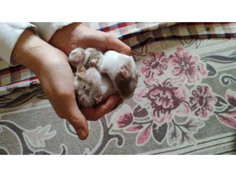 Suriye hamster