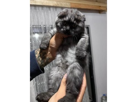 Scottish fold kedisi