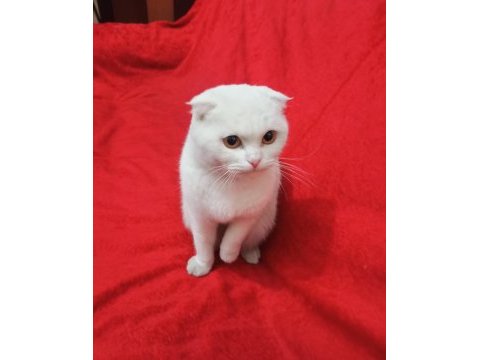 Kartopu scottish fold kedim yeni yuvasını arıyor