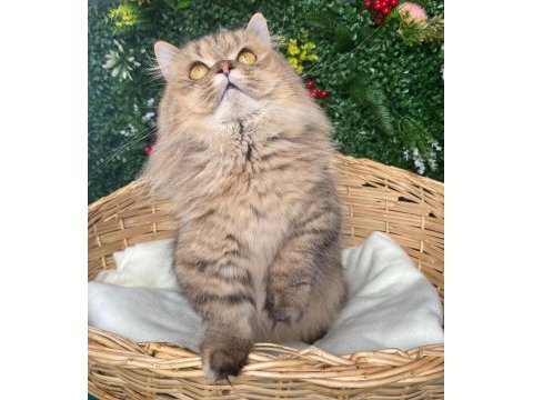 Munchkin cüce kedimiz