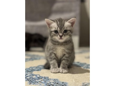 1.5 aylık british shorthair