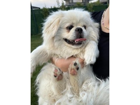 Pekinez köpeğimize yeni sahibini arıyoruz